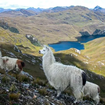 2.-Llama-PN-Cajas-768x576