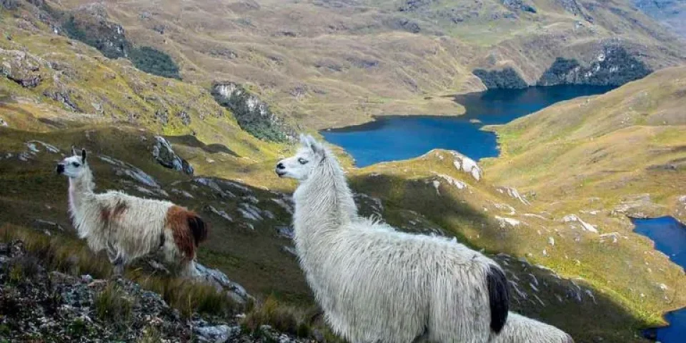 2.-Llama-PN-Cajas-768x576