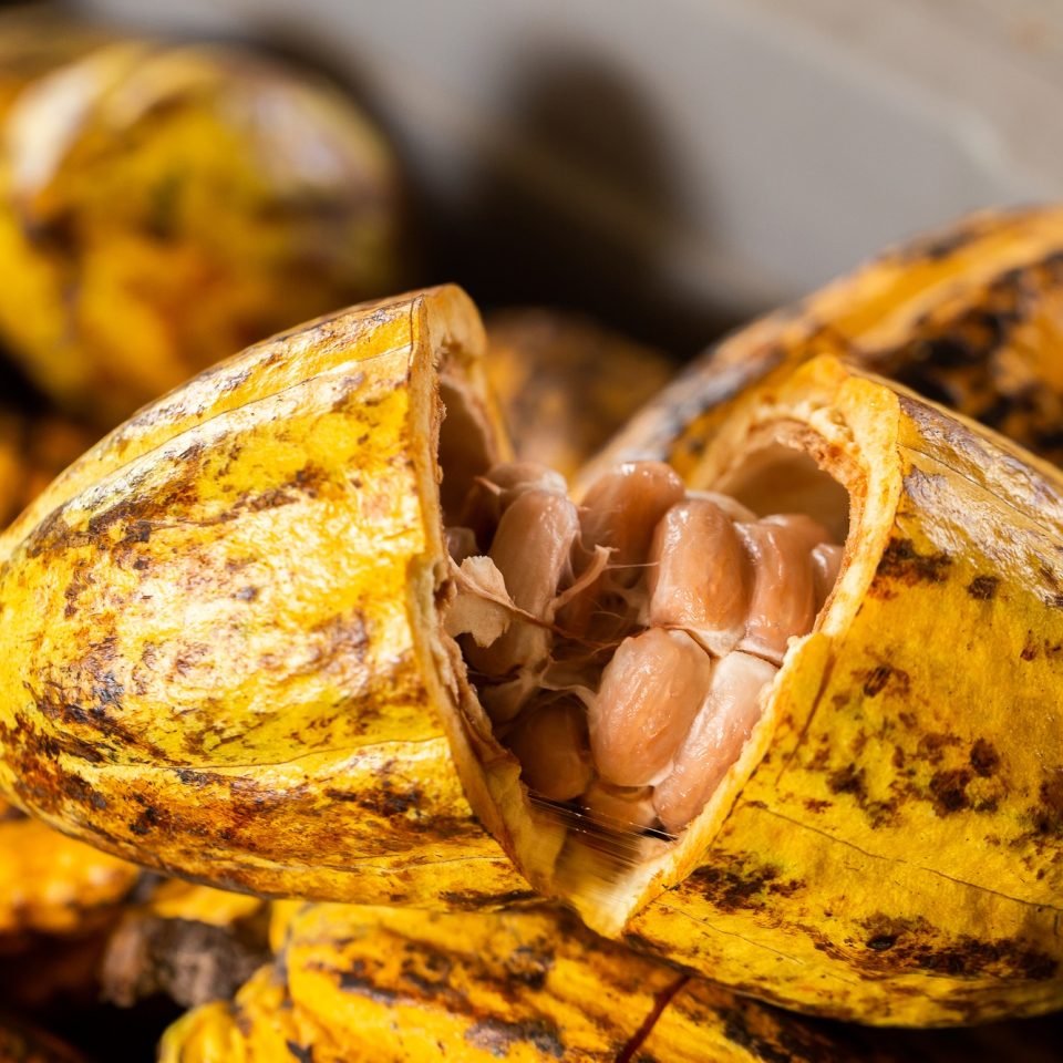 Cacao Tree (Theobroma cacao). Organic cocoa fruit pods in nature.