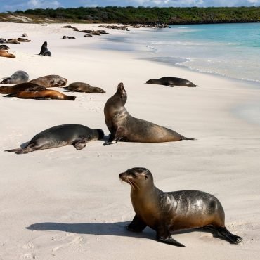 Galapagos Sea Lion - Galapagos Islands - Ecuador