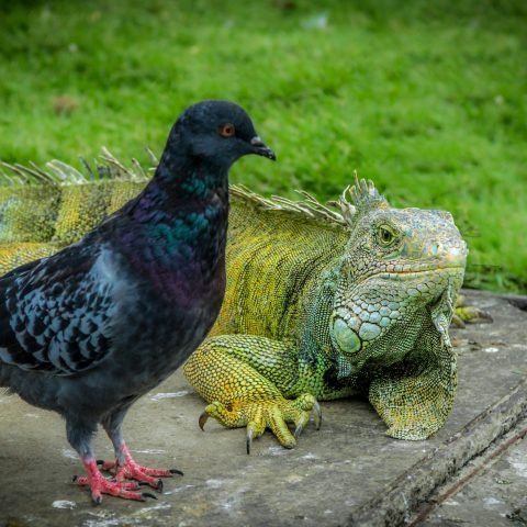 Iguana and pigeon in a park