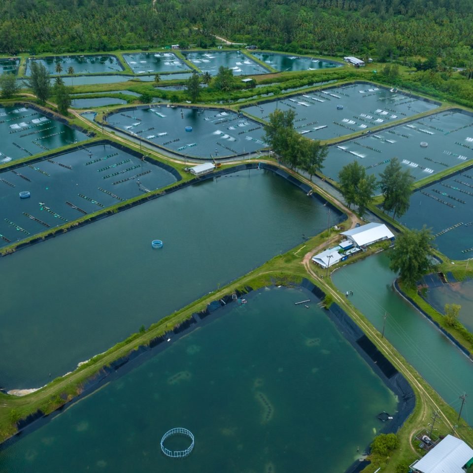 prawn farm with aerator pump in front. Business of raising animals for export. Aquaculture